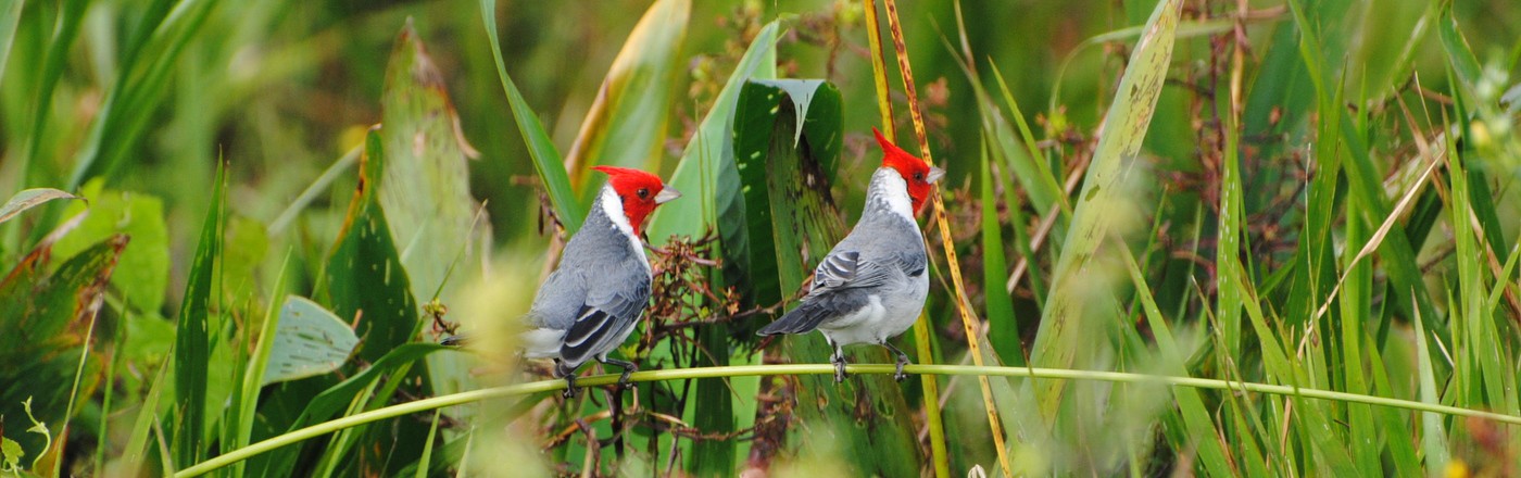 Esteros del Iberá, Corrientes Esteros del Iberá, Corrientes